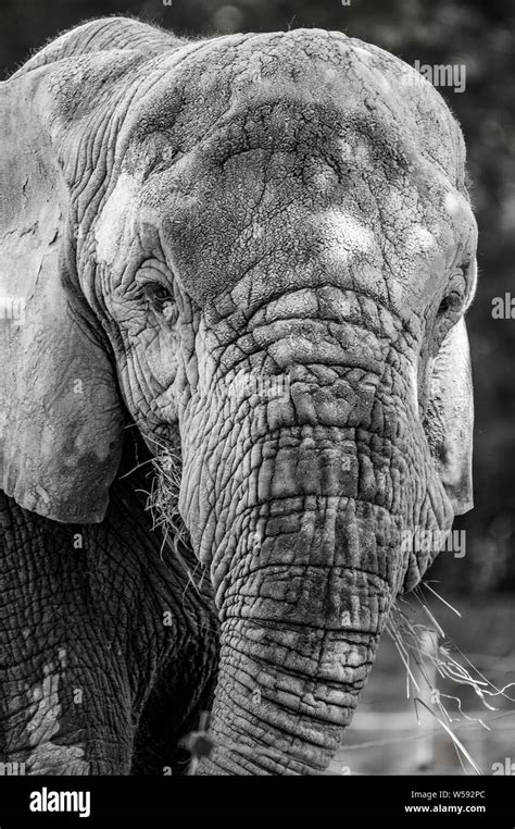 Elephant Portrait Black And White Stock Photo Alamy