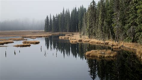 Wallpaper Nature Landscape Trees Grass Lake Mist Forest Water