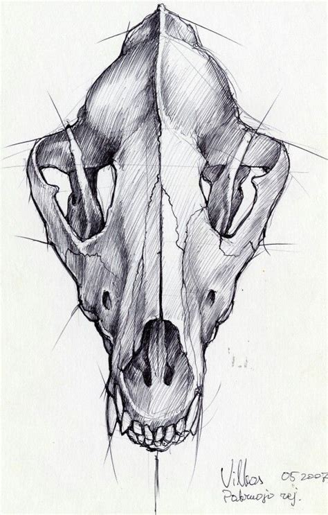 Wolf Skull To Use As Content For Tattoo Dog Skull Animal Skull