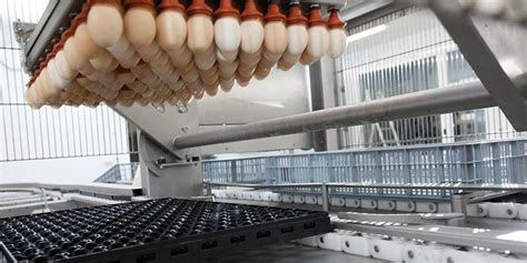 鸡蛋的自动传送系统 照蛋和落盘 Royal Pas Reform Integrated Hatchery Solutions