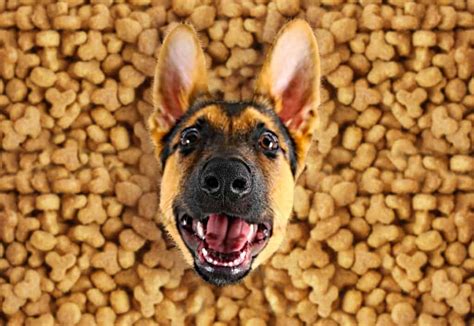Offer your dog their food and if they don't eat their meal in 10 to 15 minutes remove their dish. 🦴 Best food for German Shepherd puppy in 2020 🦴 GoodPuppyFood