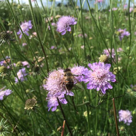 Wilde Inheemse Vaste Planten Voor Je Tuin Tuincenter Lissens