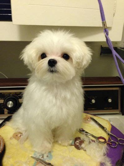 Examples Of Puppy Haircuts For A Maltese Yahoo Search Results