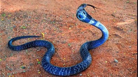 Monocled Cobra Most Venomous Snake। इसकी एक बूंद जहर से सैकड़ों जान जा