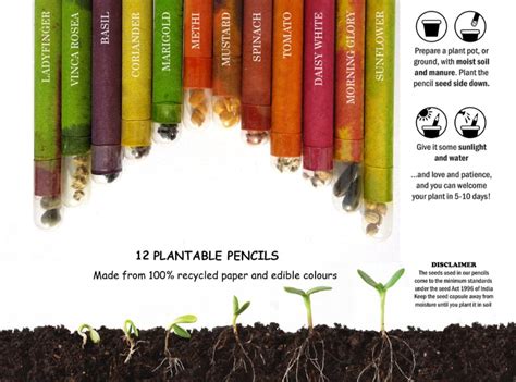 Seed Pencils Plantable How To Propagate A Pencil Plant 58 Off