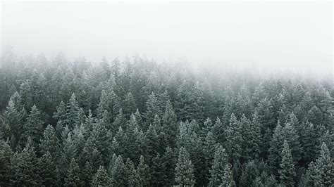 Hd Wallpaper Bed Of Pine Trees Fog Frost Morning Pacific Northwest