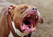 盤點世界十大最兇猛的狗狗 - 每日頭條