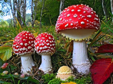 How High Can You Fly With ‘fly Agaric Amanita Muscaria