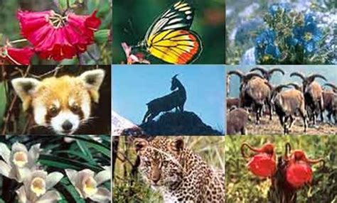 Sikkim animals name list : Sikkim Animals Name / Know The State Animal Of North East ...