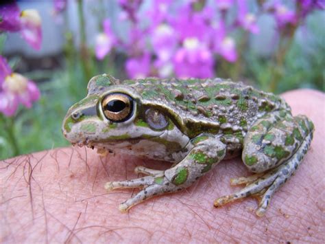 Small Frog Free Photo Download Freeimages