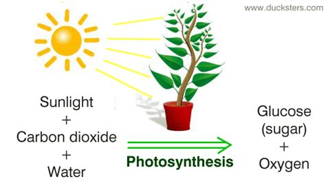 Photosynthesis is often regarded as a co2 anabolic reaction, whereby glucose is formed from co2 and two types of photosynthesis are distinguishable on the basis of source of the electrons used as energy carriers. Molecular Biology - Mumley Science