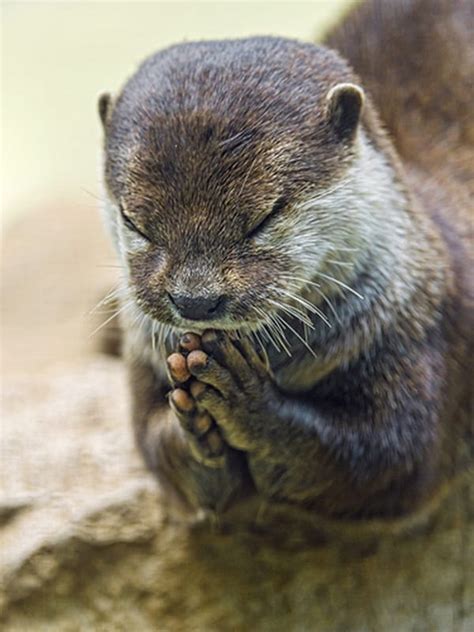25 Cute Praying Animal Pictures