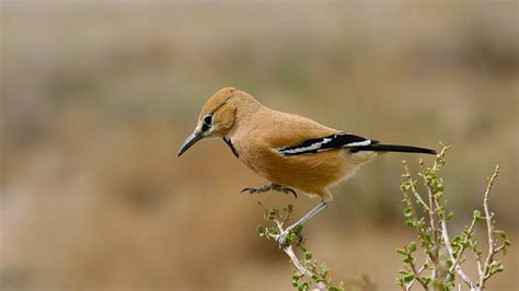 Iranian Ground Jay