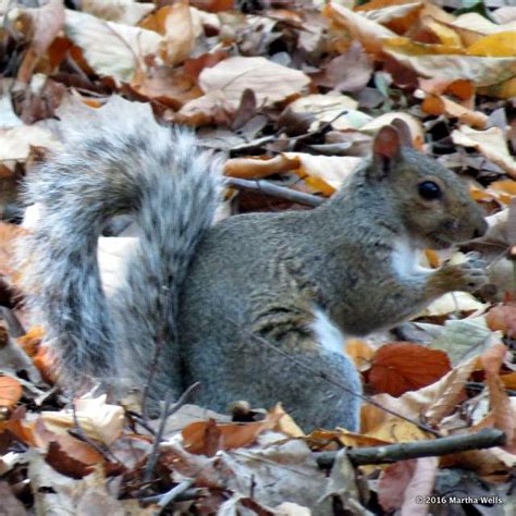Photo A Day Gray Squirrel Gray Squirrel Swish Your Bushy Tail