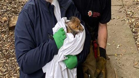 Baby Fox Rescued From Underground Pipe Weirdnews Dunya News