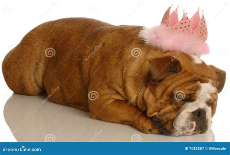 Pampered Dog Stock Image Image Of Overweight English 7082587