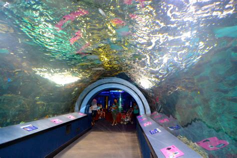 Newport Kentucky Aquarium 2013 Aquarium Tunnel Gobucks2 Flickr