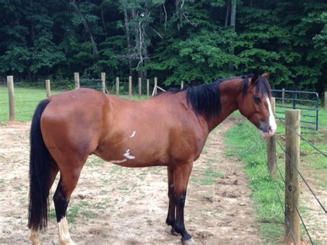 Pin By Eagle Hill Equine Rescue On Horses Around The Rescue Beautiful