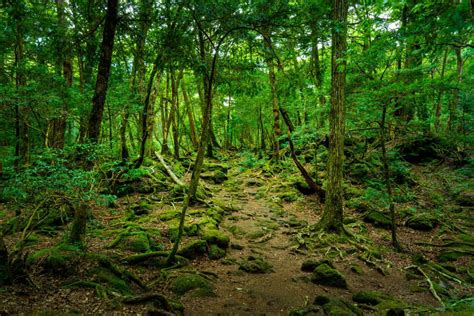 Hutan Aokigahara Hutan Paling Seram Di Dunia? - LIBUR