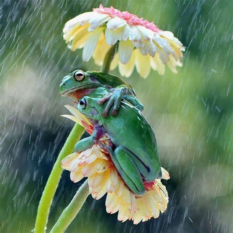 Two Frogs Using A Flower As An Umbrella Cute Animals Animals