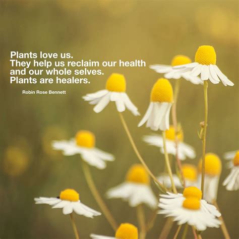 Plants Were Meant To Heal Us We Are A Part Of Nature Plants