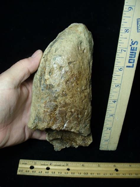 Triceratops Dinosaur Brow Horn Tip 110621b The Stones And Bones Collection