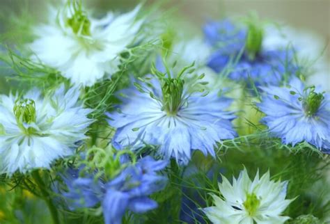 Fleurs Bleues Vivaces Lesquelles Privilégier Au Printemps Et En été