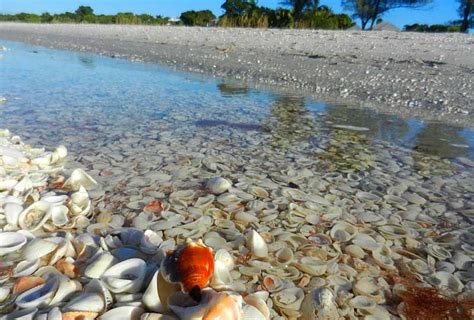 Things To Do On Sanibel Island To Experience Its Magic