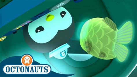 Octonauts Scary Spookfish And The Jellyfish Bloom Cartoons For Kids