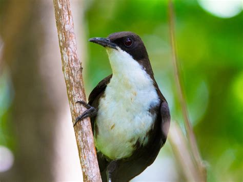 Birds Found In St Lucia