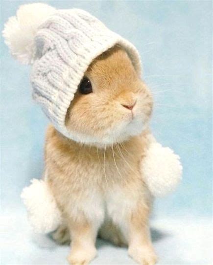 Cute Bunny Wearing A Beanie Hat Baby Animals Animals Cute Baby Bunnies