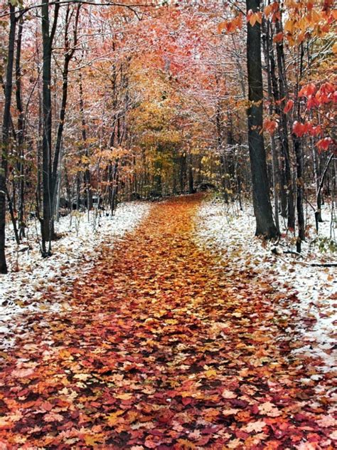 Free Download Nature Seasons Autumn Late Autumn The First Snow Fell