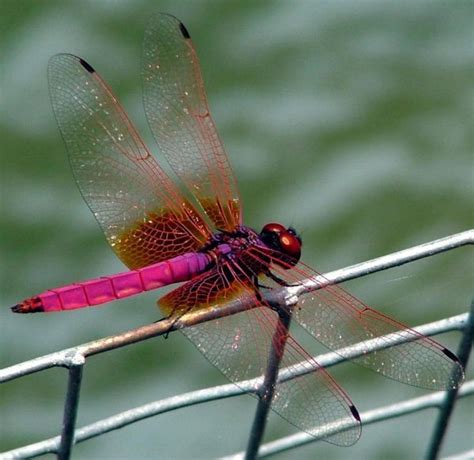 In Japan The Dragonfly Represents Courage Happiness And Strength