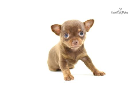 Ava Chihuahua Puppy For Sale Near Hattiesburg Mississippi F5694727