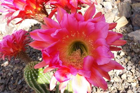 Pink Flowers In Arizona Desert Arizona Cactus Yellow Flowers Poppies