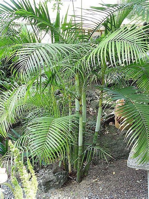 Cold Hardy Palms The Best Palm Tree Species For Cold Weather 1000