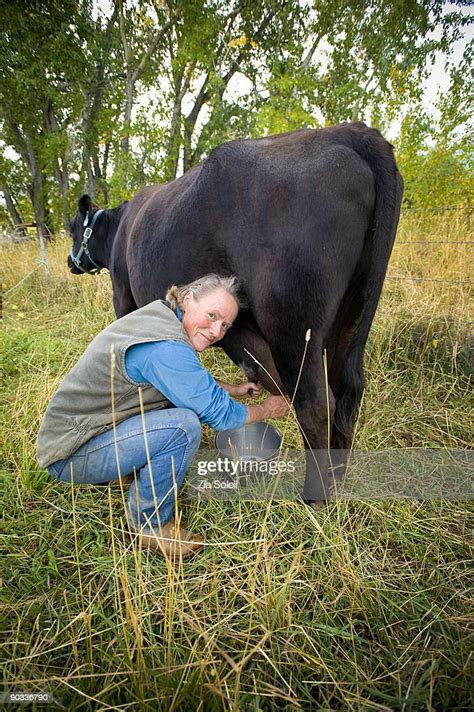 woman milking cow stock foto getty images