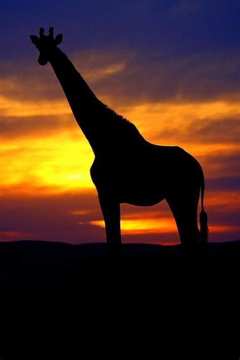 Giraffe Sunset Africa Adventure Out Of Africa Stunning Photography