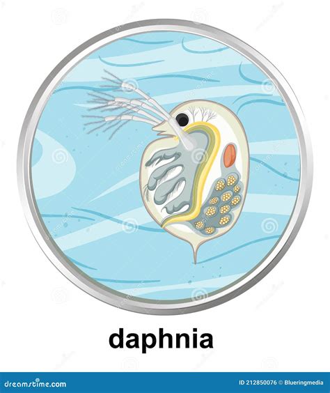 Anatomy Structure Of Daphnia On White Background Stock Vector