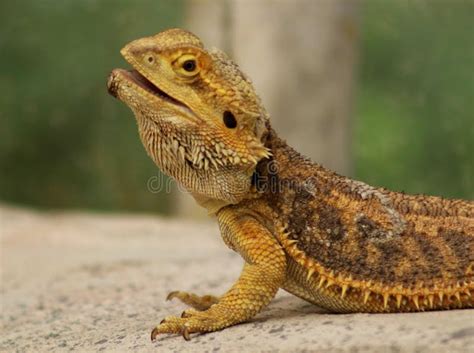 Pogona Bearded Dragon Head Stock Image Image Of Frog 190604305