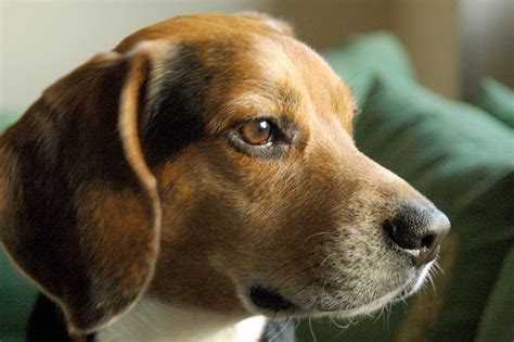 Portrait Of A Serious Dog Beagle Wallpapers And Images Wallpapers