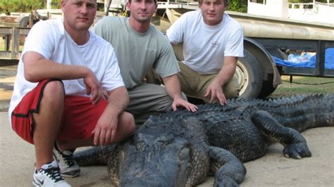 foursome take mississippi state record alligator