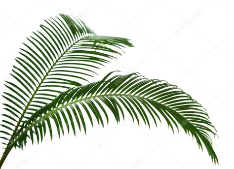 Green Palm Branches Stock Photo By ©belchonock 72150651
