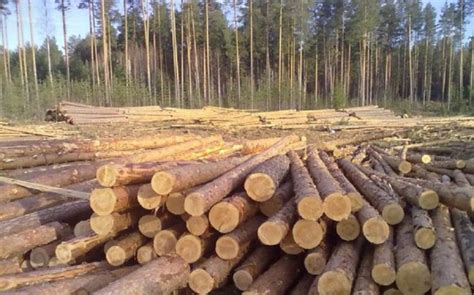 finland softwood log prices up by almost 20 in may global wood markets info