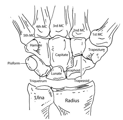 Bones Of The Hand Anatomy Bones Human Anatomy And Physiology