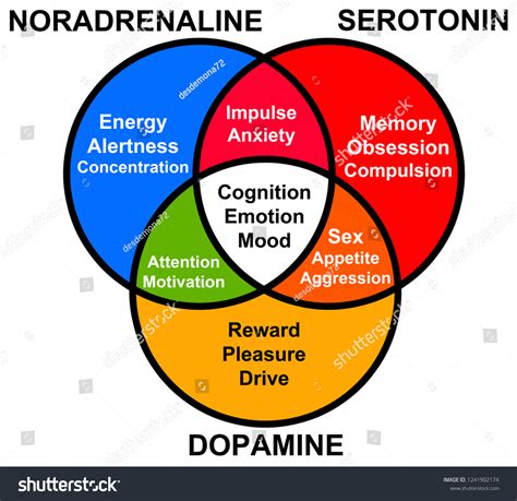 Functions Different Hormones Like Serotonin Dopamine Stock Illustration