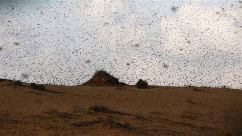 Millions of Locusts Swarm Southern Israel | Jewish News | Israel News | Israel Politics