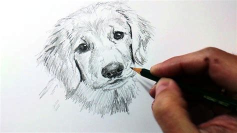 10 Dibujo De Un Perro A Lapiz
