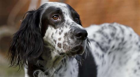 What Is The Breed Of English Setter