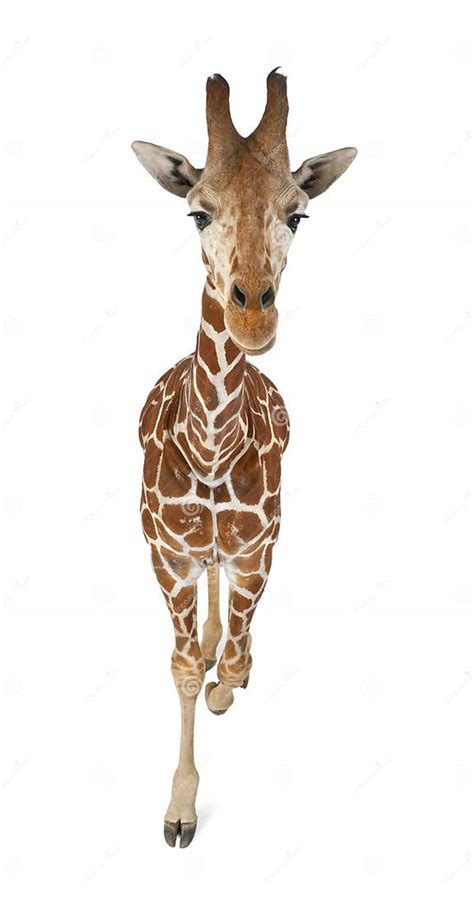 High Angle View Of Somali Giraffe Stock Image Image Of Studio Length